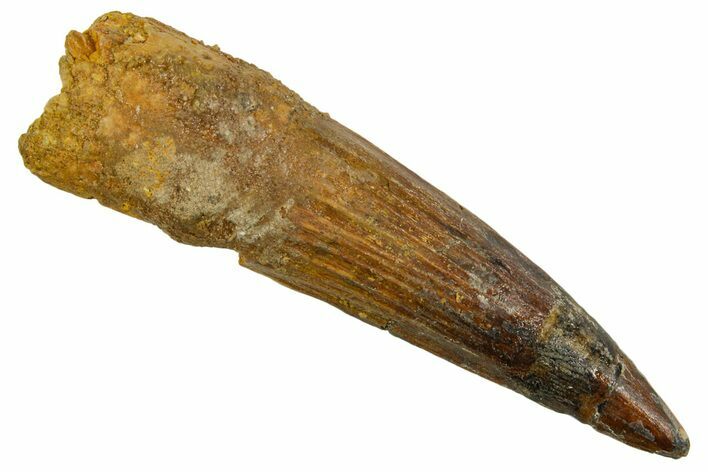 Fossil Spinosaurus Tooth - Real Dinosaur Tooth #373739